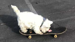 Cão skater recusa-se a ir para casa!