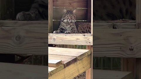 #258 Ariel Bobcat + Lazy Afternoon = AWE Overload