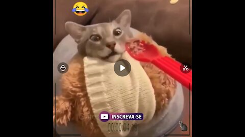 Funny cats reacting !!!!