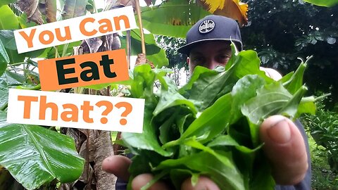 Wild Weeds You Can Eat In Hawai'i
