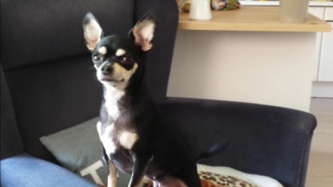 Chihuahua guard dog only wakes up for emergency