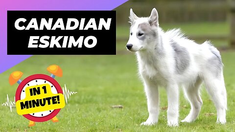 Canadian Eskimo Dog - In 1 Minute! 🐺 The Arctic Guardians Of The North | 1 Minute Animals