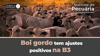 Boi gordo tem ajustes positivos na B3 e altas pontuais no mercado físico. Lentamente