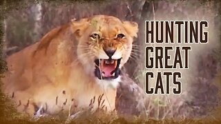 Safari Education - Great Cats Episode 1: How to Hunt Great Cats of Africa