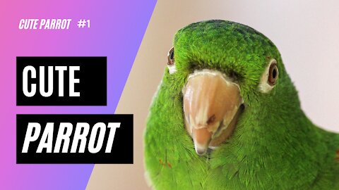 Cute Parrot Crazy