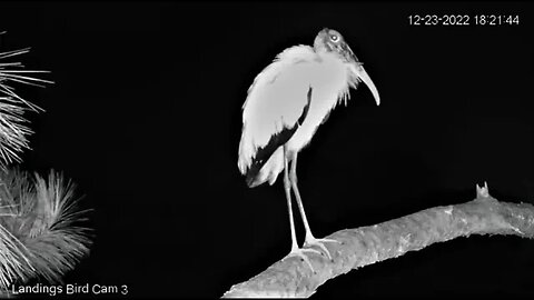 Wood Stork Visits Fairway Branch 🦩 12/23/22 18:16