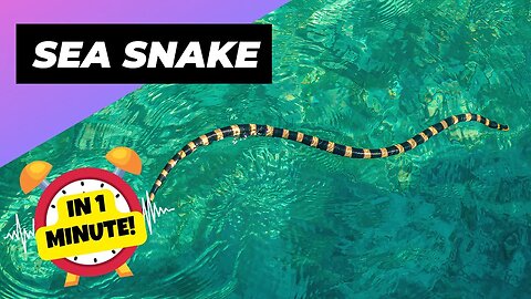 Sea Snake - In 1 Minute! 🐍 One Of The Most Dangerous Ocean Creatures In The World | 1 Minute Animals