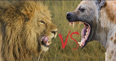 Lions VS Hyenas