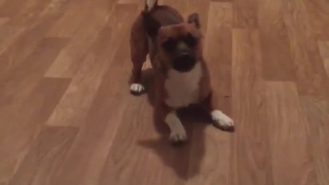 Dizzy pup can't stop spinning in circles