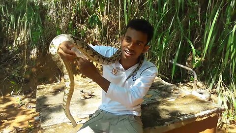 Indian Rock Python AJJAY Bhay Animal Wild Snake Indian