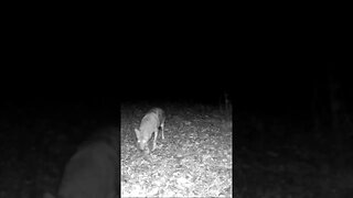 COYOTE Checking Out The CAMERA!!!