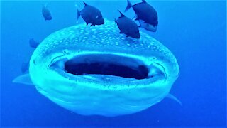 Scuba diver records the gaping mouth of a gigantic whale shark