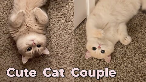 Cute Cat Couple's Daily Moments💕 Adorable Cat Meowing Sound _ meow__cash (1)