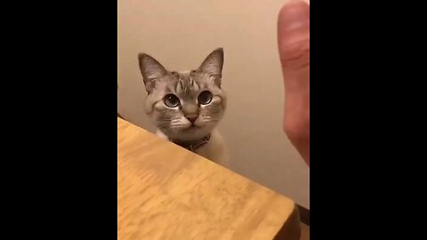 cute high five cat has more cuteness for us