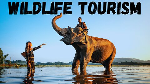 The Dark Side of Wildlife Tourism: Animal Suffering