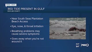 Red tide in the Gulf