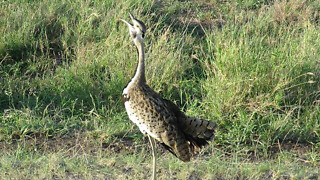 Strange bird makes truly unique 'cork-popping' call