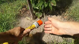 Feeding and Watering Hops plus Get Water to Soak into Sandy Soil