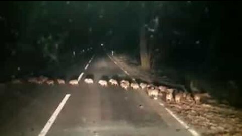 Una famiglia di cinghiali blocca una strada in Sardegna