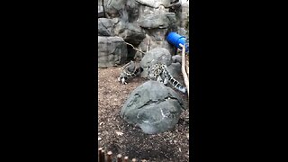 Playing Snow Leopards