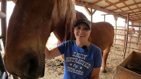 Draft horse loaded on a truck headed for slaughter is living his best life after being rescued Ep.66