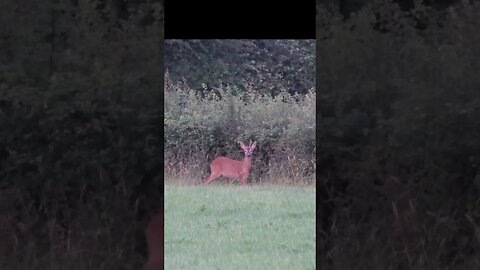 #deer #wildlife #animals #shorts #viral #viralvideo #subscribe #shortsvideo #new #shortsfeed #video