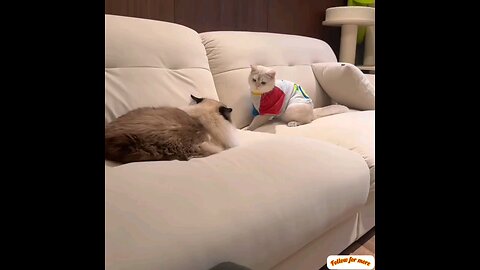 A cute cat fight beautiful moments 😂 trending video