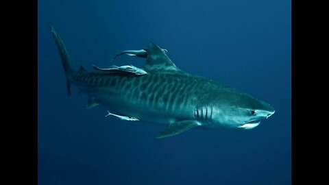 A tiger shark in search of food