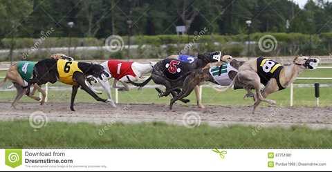Greyhounds - Dog racing - Track race