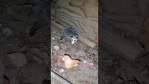 Super Cute Baby opossum MUST see! #shorts