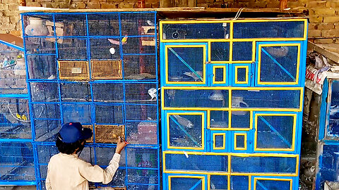 Aaj Cages Ko Paint Karwa Dia | Cages ki Safai Ki