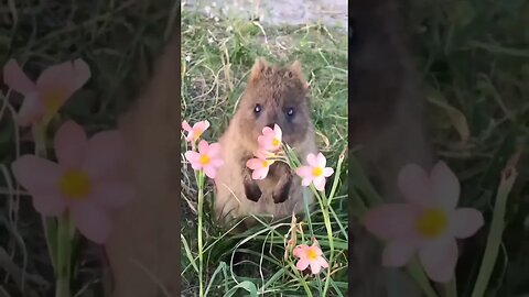 Cute funny Quokka -167