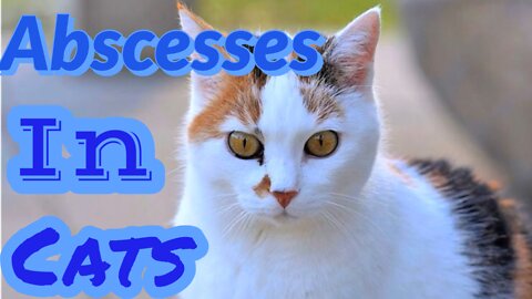 Abscesses In Cats