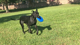 Great Dane's First Experience Playing With a Frisbee