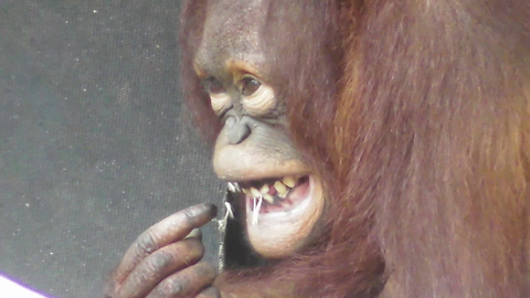 Intelligent orangutan flosses with rubber band