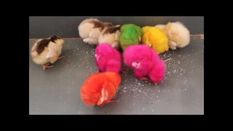 Chicks Food, How to make a baby chick eat, what to feed your chicks, What Can You Feed Your Chicks