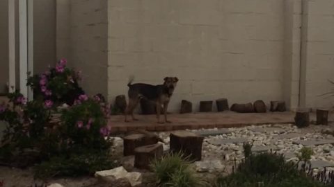 Guilty dog refuses to take responsibility for digging hole
