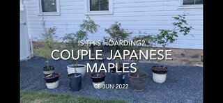 Couple New Japanese Maples