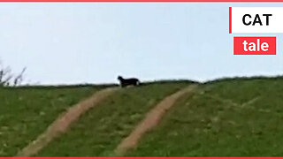 A woman and her son captured this video of a prowling big cat - thought to be the Beast of Cumbria