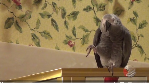 Parrot invites owner to candlelight dinner