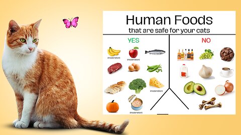 Top Safe and Tasty Human Foods Your Cat Will Love! 🐾😻