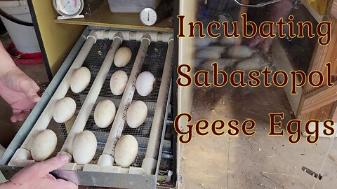 Incubating Sabastopol Geese Eggs - Homesteading