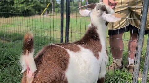 Ancient Guardians Farm Pygora Apollo meeting fainting goats Omen, Nemo and Leon