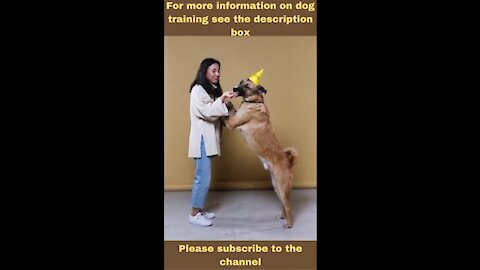 Best way to train your dog!