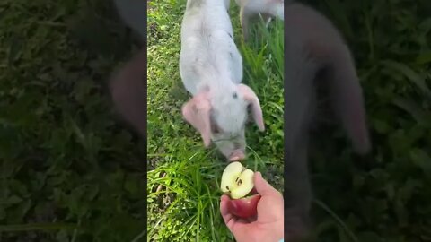 Piglets say no apples #shorts #piglets #pig #hog #apples