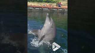 Playful Dolphin Wows Tourists By Playing The Drums On Water