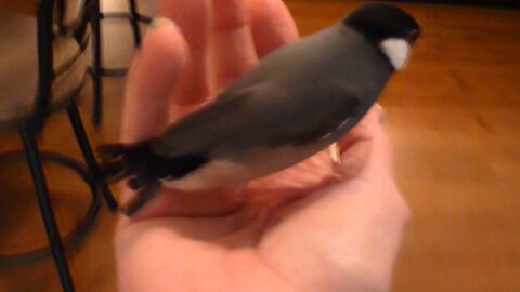 HAND TAMED WHITE JAVA FINCH AND BABY JAVA FINCHES