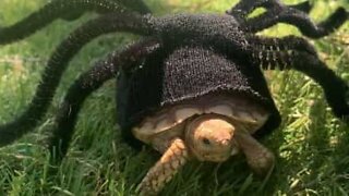 Turtle wears spider costume for Halloween
