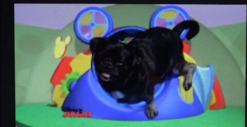 "Hot Dog Dance" Fan Video-Kilo the Pug loves Mickey Mouse Clubhouse