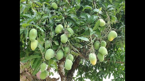 Mango tree